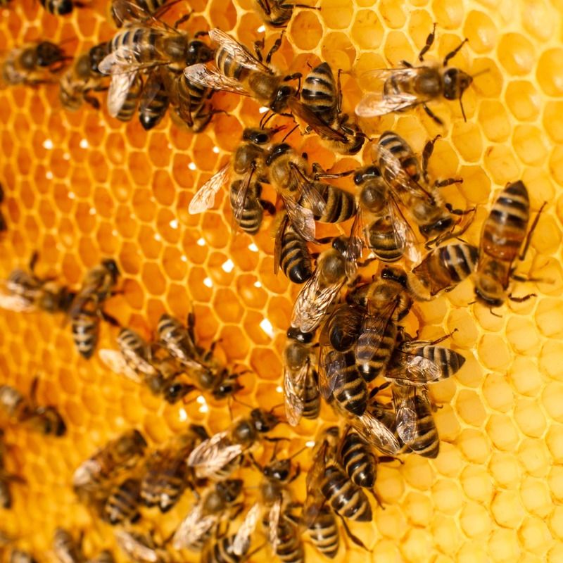 detalle panal miel con multitud de abejas