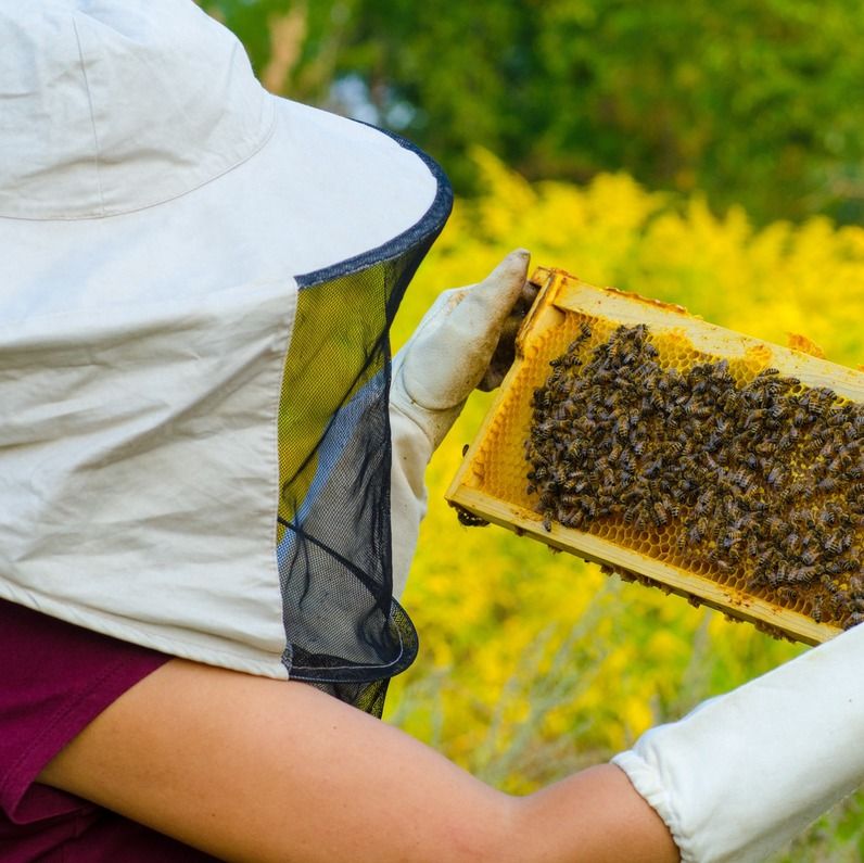 recorte apicultora sujeta panal con manos
